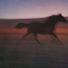 a blurry photo of a horse running in the grass at sunset or dawn with an orange and blue sky behind it