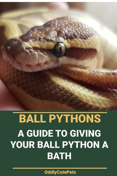 a close up of a person holding a snake with the caption ball pythons guide to giving your ball python a bath