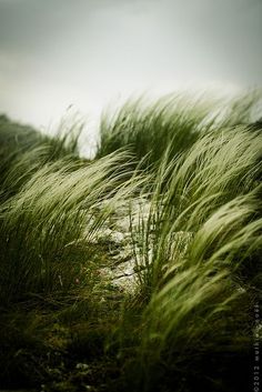 tall grass blowing in the wind on a cloudy day