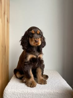 a brown and black dog sitting on top of a white blanket