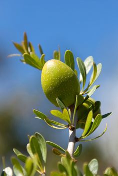 an olive tree with green fruits and leaves