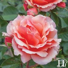 two pink roses with green leaves in the background