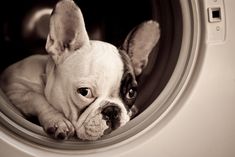 a dog is looking out the window of a washing machine