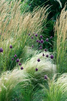 some purple flowers and grass in the middle of a field with tall green plants on either side