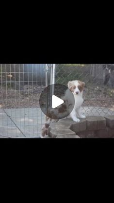 a small dog standing on top of a brick wall next to a fence and gate