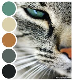 a cat's face is shown in the color palettes on this phone screen