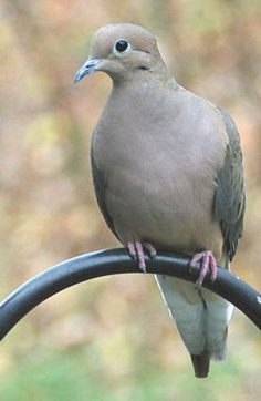 a bird sitting on top of a metal pole