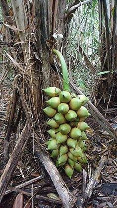 a bunch of green coconuts sitting on top of a pile of wood in the woods