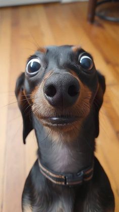 a small black and brown dog with big blue eyes looking up at the camera while sitting on a wooden floor