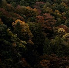 an aerial view of trees in the forest