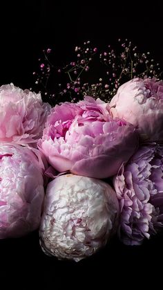 pink peonies and baby's breath flowers are arranged in a black background