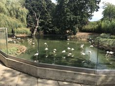 several flamingos are standing in the water near some trees