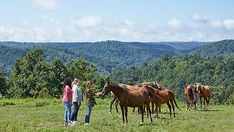 two people standing next to horses in a field