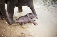 an elephant standing next to a baby elephant in the water