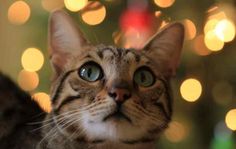 a close up of a cat looking at something with blurry lights in the background