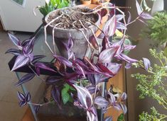 some purple plants are sitting on a glass table