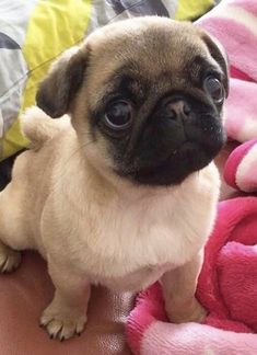 a small pug dog sitting on top of a bed next to a stuffed animal