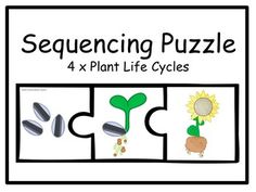 the four parts of a plant life cycle are shown in black and white, with text that reads sequenceing puzzle 4 x plant life cycles