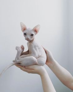 a sphydrah cat sitting on top of someone's hand while holding it