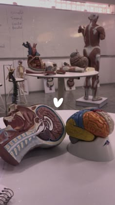 two models of human body parts are on display in a room with white walls and desks