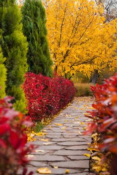 a brick path surrounded by colorful trees and shrubs