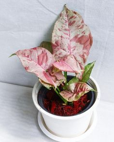 a potted plant with pink and white leaves