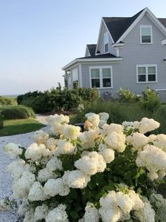 white flowers in front of a gray house with gravel driveway and gravel path leading to it