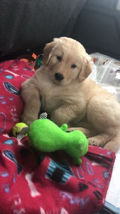 a puppy sitting on top of a red blanket next to a green stuffed animal toy