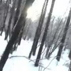 a blurry image of trees in the snow