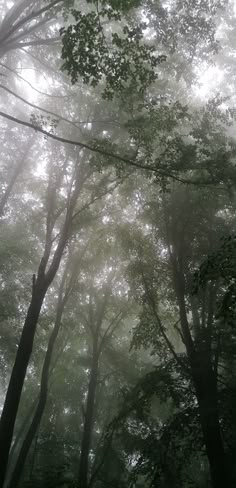 foggy forest with lots of trees in the foreground