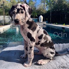 a dalmatian dog sitting on top of a rock next to a pool