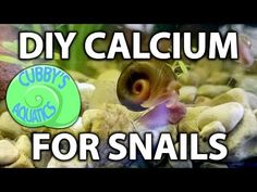 an aquarium filled with lots of different types of rocks and gravel, text reads diy calcium for snails