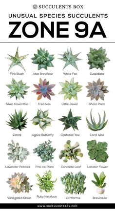 an image of various succulents that are labeled in the word zone 9a