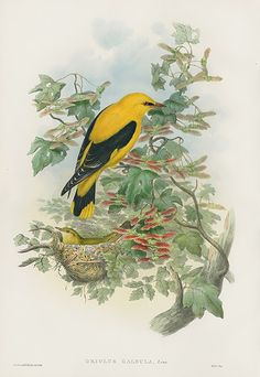 a yellow bird sitting on top of a tree branch next to a basket filled with berries