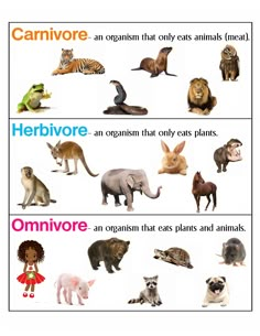 an image of animals that are in the same language as humans and dogs or cats