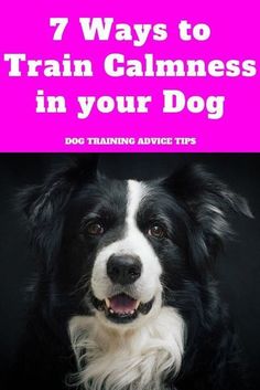 a black and white dog with the title 7 ways to train calmness in your dog