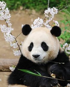 a panda bear sitting on top of a tree branch with white flowers in the background