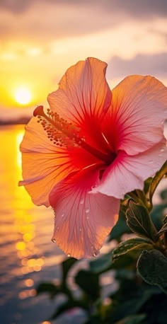 a large pink flower sitting on top of a lush green plant next to the ocean