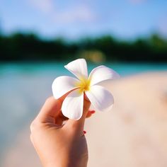 a person holding a flower in their hand on the beach with water and trees in the background