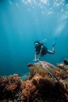 a person diving over a turtle in the ocean