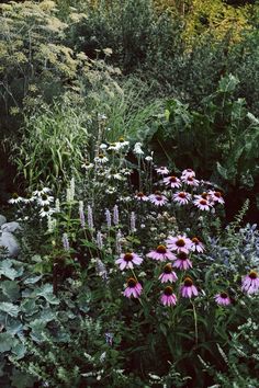 a garden filled with lots of different types of flowers