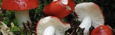 several red and white mushrooms growing in the grass