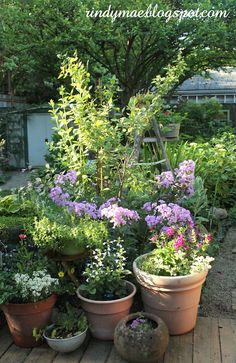 several potted plants on a wooden deck