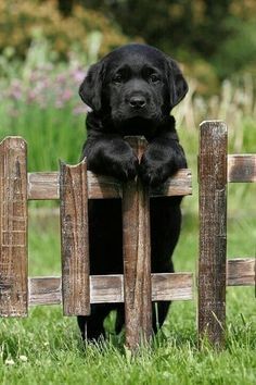 a black dog sitting on top of a wooden fence with his paws on the gate