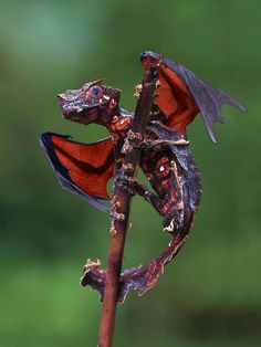 a close up of a small lizard on a branch