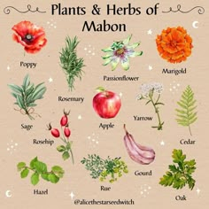 alicethestarseedwitch Instagram Flowers For Mabon, Herbalist Witch, Herb Meanings, Medicinal Herbs Remedies, Magical Plants, Witch Spirituality, Pagan Altar, Protection Crystals