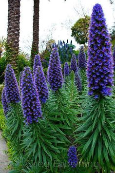 purple flowers are blooming in the garden