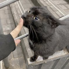 a black cat is being fed by someone