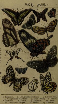 an old book with many different butterflies on it