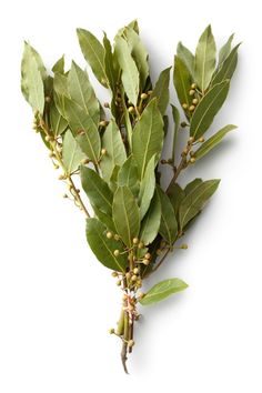 some green leaves and buds on a white background